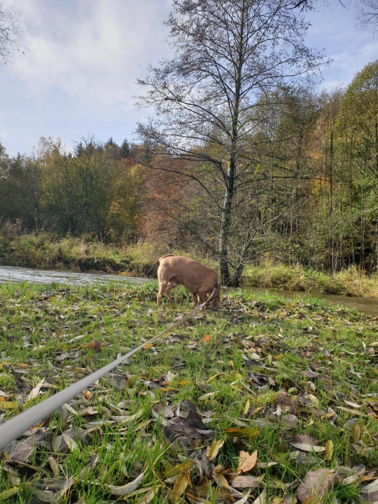 La petite romantique Martelange Esterno foto